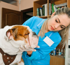 veterinarian checking the dog